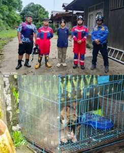 Damkarmatan Kukar Selamatkan Kucing Di Atas Pohon