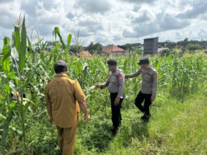 Polsek Muara Wahau Dorong Kemandirian Pangan Lewat Program Tanam Jagung Warga