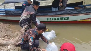 Lestarikan Ekosistem Perairan, 5.000 Bibit Nila Ditebar di Reservat Batu Bumbun